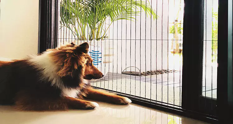 Sliding Screen Pet Door Repair in Pompano Beach, FL
