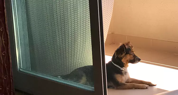 French Door Pet Screen Repair in Pompano Beach, FL
